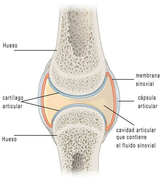 acido-hialuronico-rodilla Rodillo y ácido hialurónico